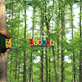 Baobab